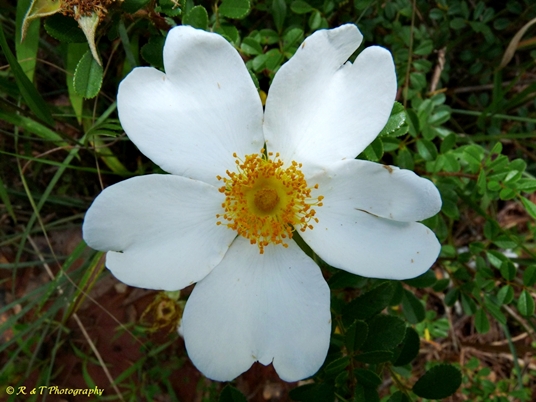 {Rosa luciae}